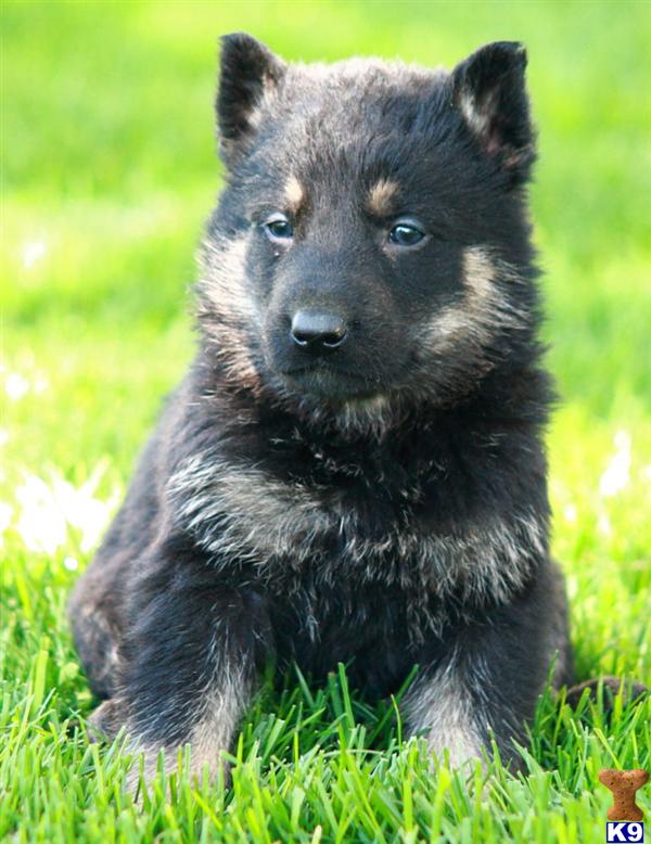 German Shepherd Puppy for Sale: Grizzly, Male $550 Shipping Available ...