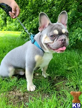 French Bulldog stud dog