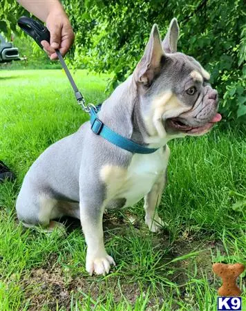 French Bulldog stud dog