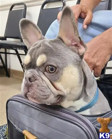 French Bulldog stud dog