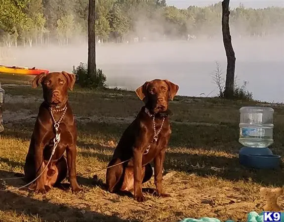 Labrador Retriever stud dog