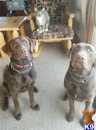 Labrador Retriever stud dog