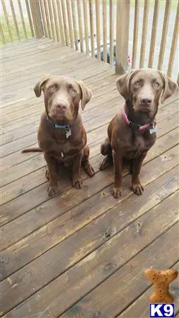 Labrador Retriever stud dog