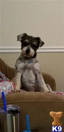 Miniature Schnauzer