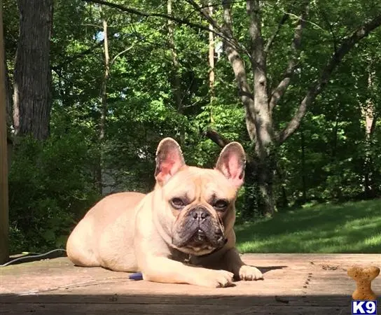 French Bulldog stud dog