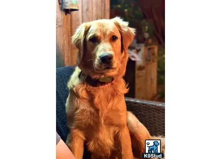 a golden retriever dog sitting on a couch