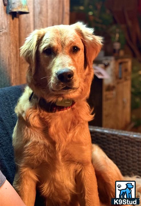 a golden retriever dog sitting on a couch