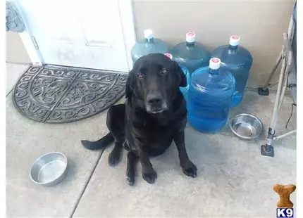 Labrador Retriever stud dog: a black labrador retriever dog sitting on the floor