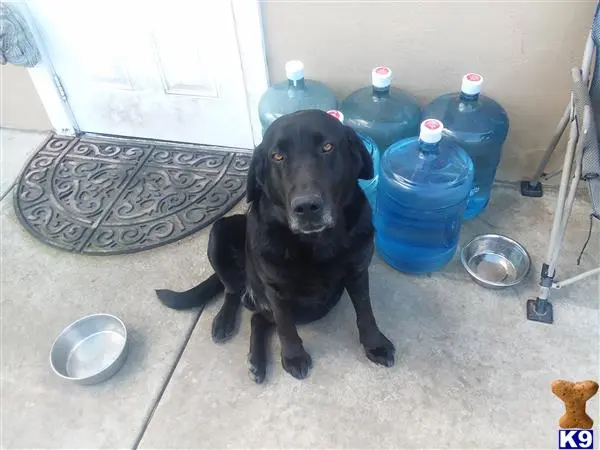 Labrador Retriever stud dog: a black labrador retriever dog sitting on the floor