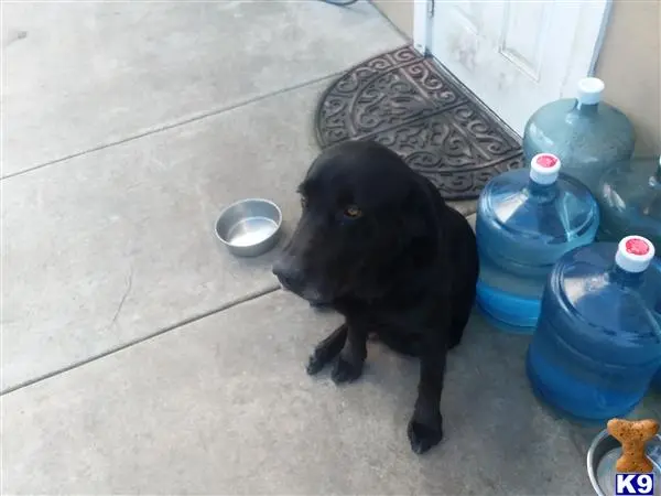 Labrador Retriever stud dog: a black labrador retriever dog standing on a tile floor next to a bowl of water