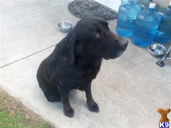 Labrador Retriever stud dog: a black labrador retriever dog sitting on a tile floor