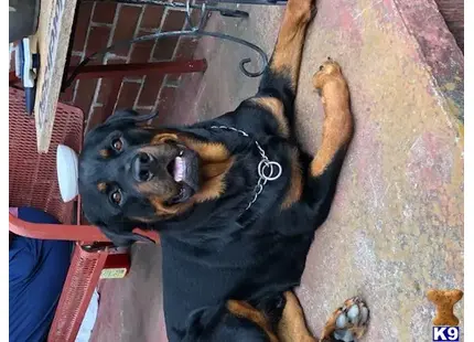 Rottweiler