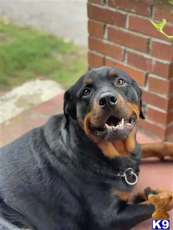 Rottweiler stud dog