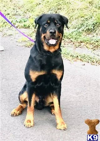 Rottweiler stud dog