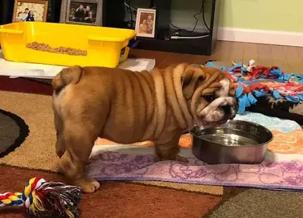 English Bulldog puppy for sale: Brindle English Bulldog puppy standing near a water bowl