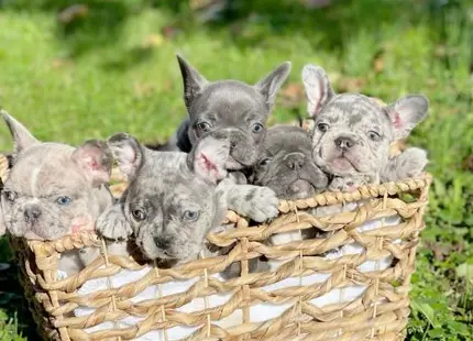 French Bulldog