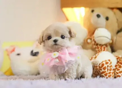 Maltipoo