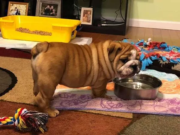 English Bulldog puppy for sale: Brindle English Bulldog puppy standing near a water bowl
