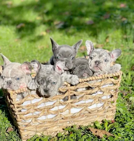 French Bulldog puppy for sale: Six French Bulldog puppies in a woven basket on grass