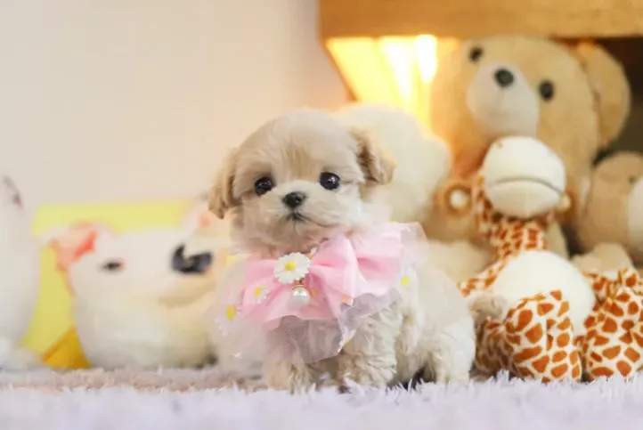 Maltipoo puppy for sale: Fluffy Maltipoo puppy wearing a pink bow, surrounded by stuffed animals
