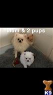 pomeranian puppy posted by williamthug44