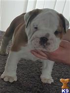 english bulldog puppy posted by williansena