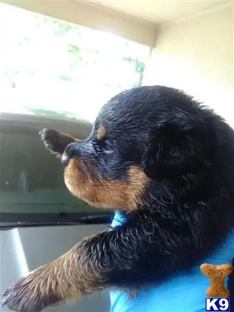 Rottweiler puppy for sale