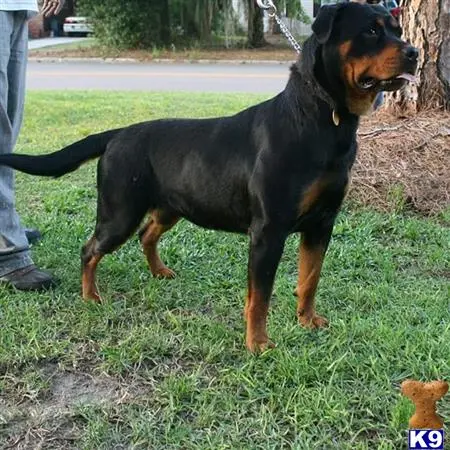 Rottweiler puppy for sale