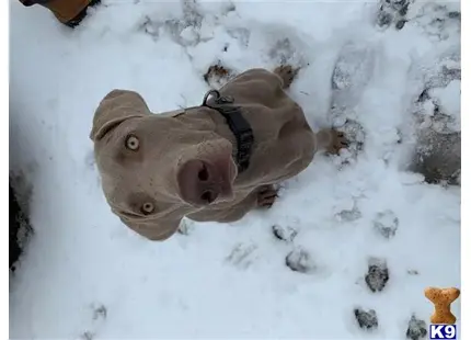 Weimaraner