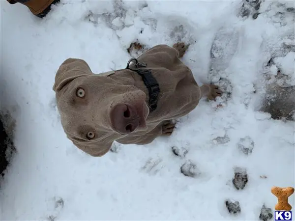 Weimaraner stud dog