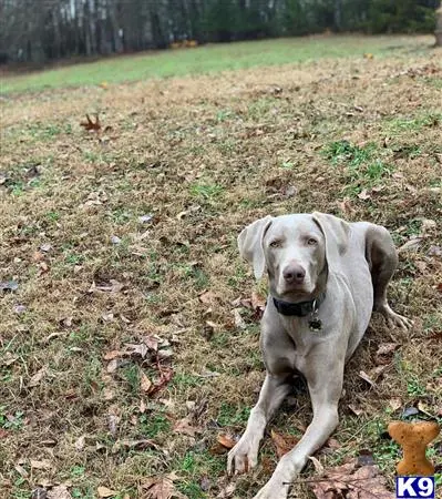 Weimaraner stud dog