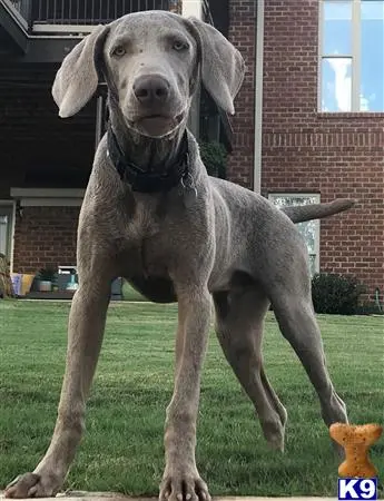 Weimaraner stud dog