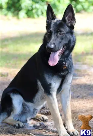 German Shepherd stud dog