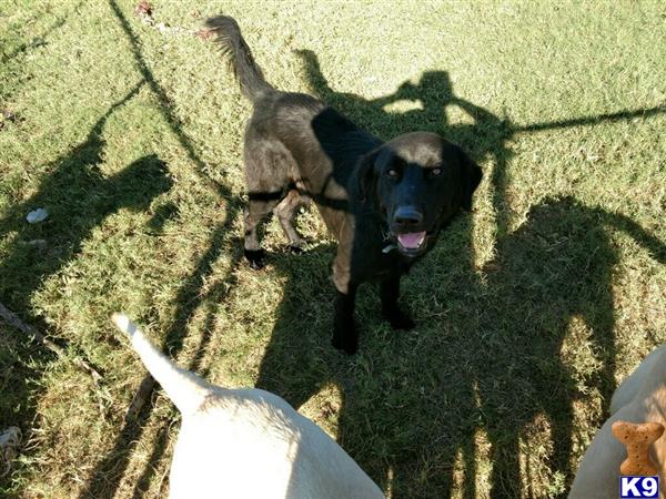 Labrador Retriever dog