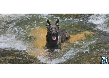 Dutch Shepherd
