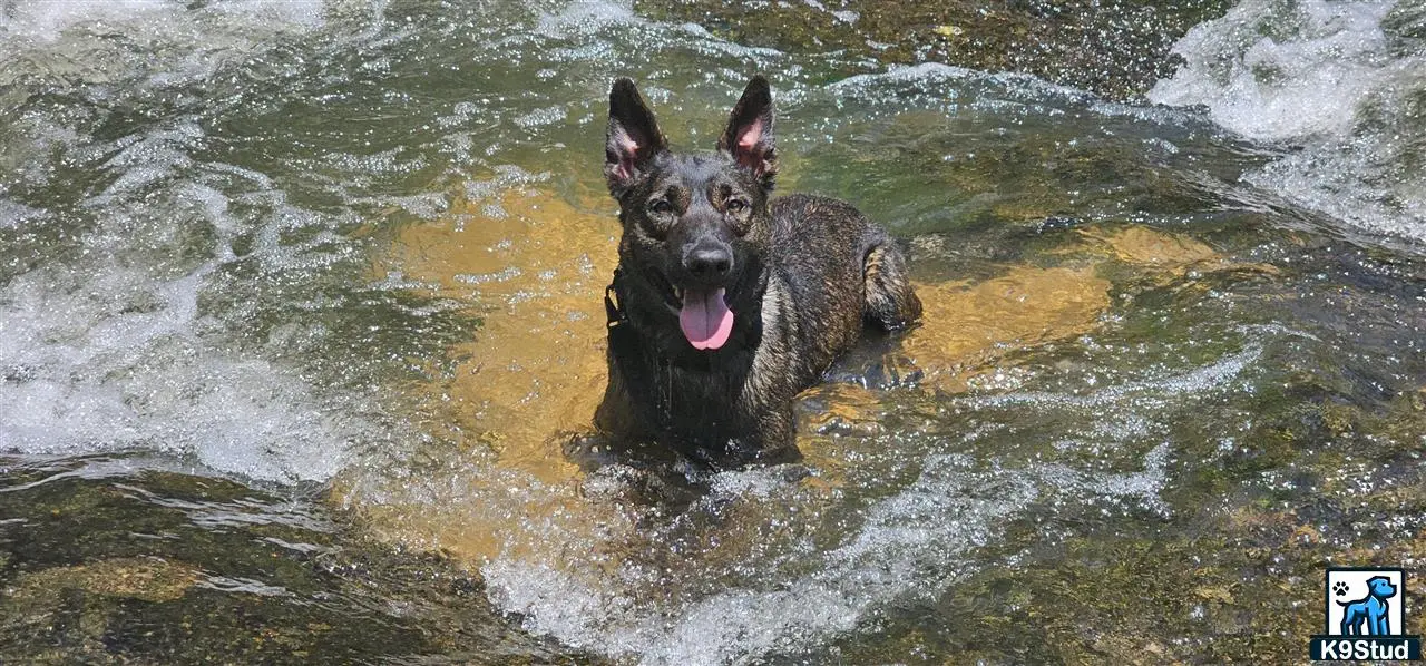 Dutch Shepherd