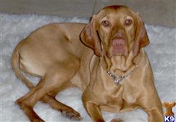Vizsla