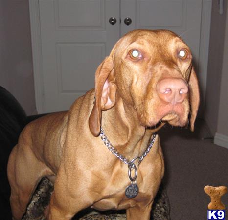 Vizsla dog