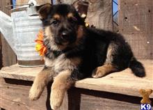 german shepherd puppy posted by wilmajanetanderson