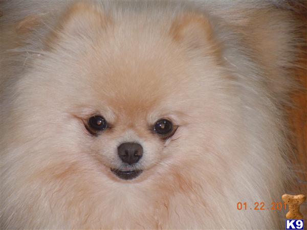 pomeranian stud fee pomeranian stud pomeranian studs akc chion bloodline 9 years pomeranian stud fee pomeranian stud pomeranian studs akc chion bloodline 9 years