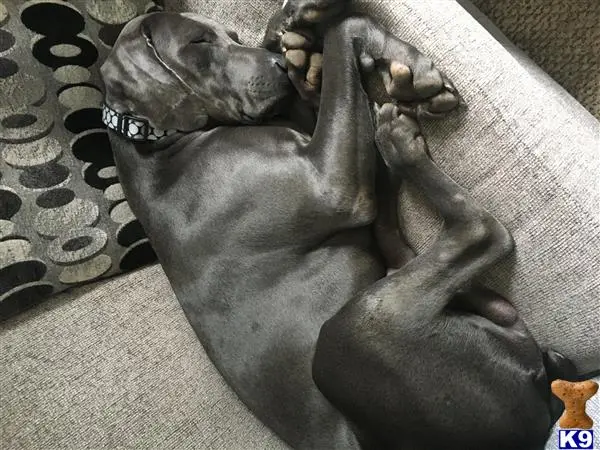 Weimaraner stud dog