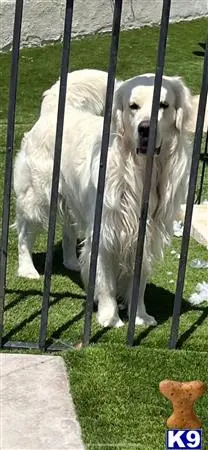 Golden Retriever stud dog