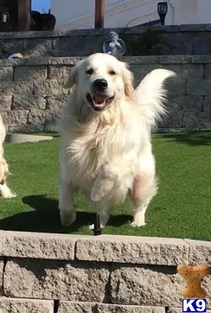 Golden Retriever stud dog