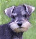 Miniature Schnauzer
