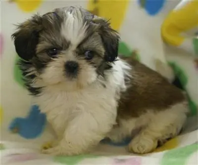 Shih Tzu