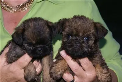 Brussels Griffon