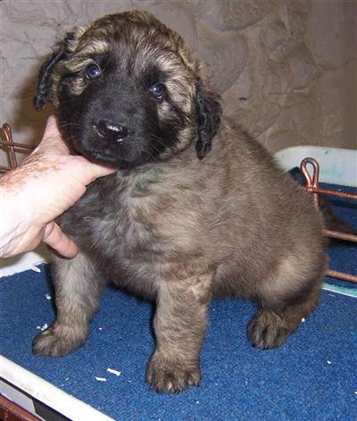 leonberger puppies mn leonbergers puppy for sale windmill heaven 11 years leonberger puppies mn leonbergers puppy for sale windmill heaven 11 years