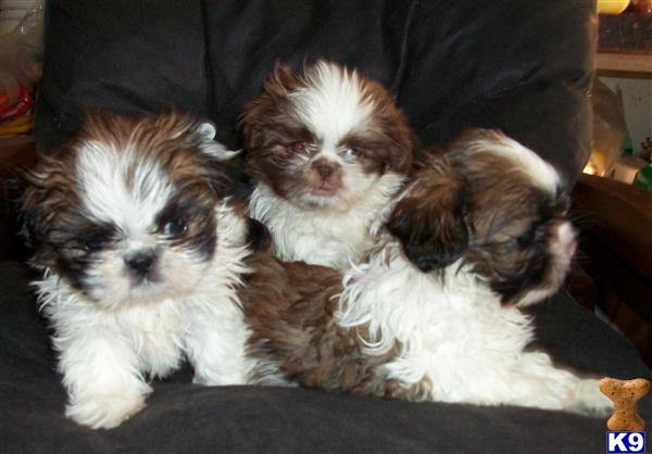 shih tzu non shedding shih tzu puppy for sale beautiful non shedding fur balls 7 years shih tzu non shedding shih tzu puppy for sale beautiful non shedding fur balls 7 years
