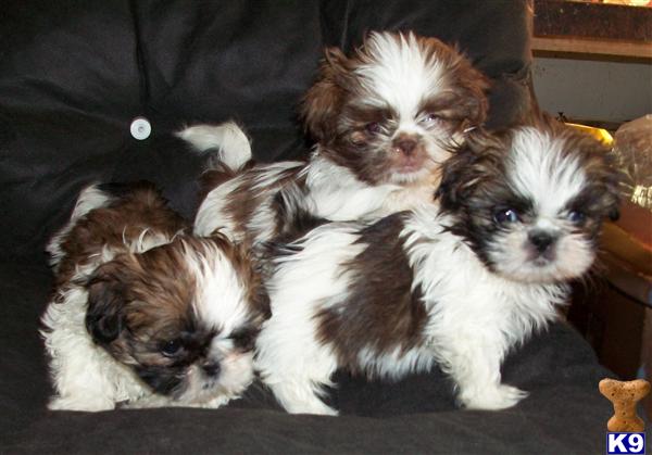 shih tzu molting shih tzu puppy for sale beautiful non shedding fur balls 7 years shih tzu molting shih tzu puppy for sale beautiful non shedding fur balls 7 years