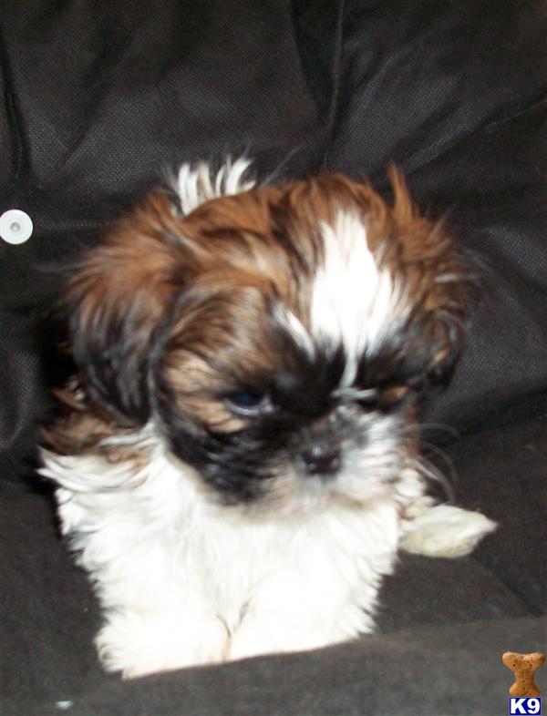 shih tzu molting shih tzu puppy for sale beautiful non shedding fur balls 7 years shih tzu molting shih tzu puppy for sale beautiful non shedding fur balls 7 years